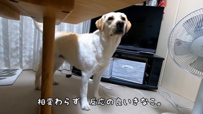 食べる気満々!