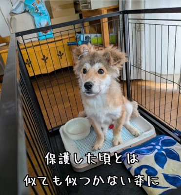 数ヶ月後のむぎちゃん