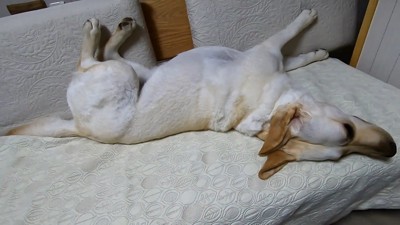 ひっくり返ってウトウト…