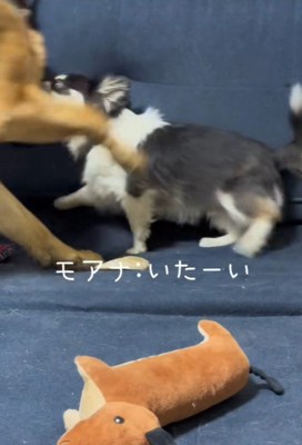 悲鳴を上げるモアナちゃん