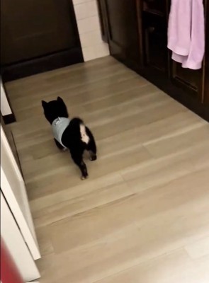 歩き出したまかお君