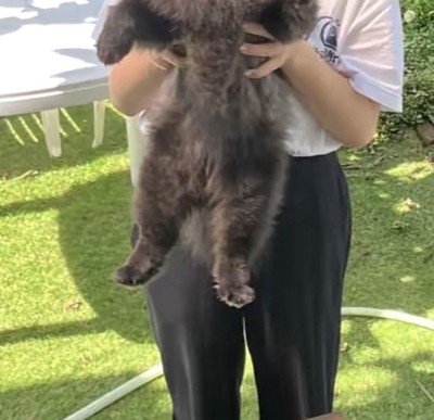 持ち上げられる黒い犬