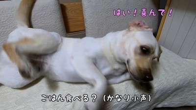 くるりと華麗に半回転♪