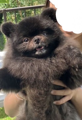 カメラを見つめる黒い犬