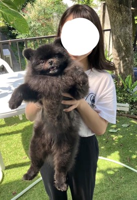 人に抱っこされる黒い犬