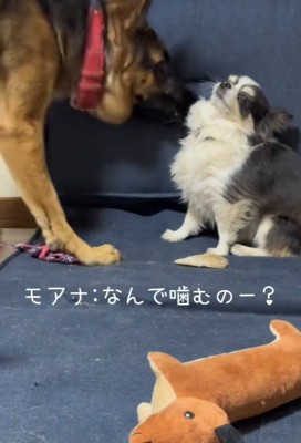 「なんで噛むの?ひどい…!」