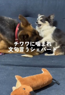 ちょっかいを掛けると…