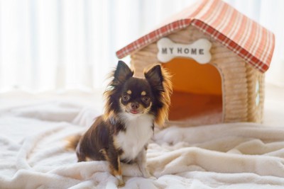 おすわりする犬
