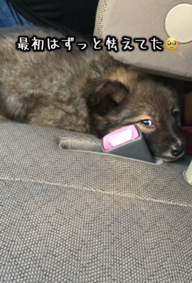 遠くから見る犬