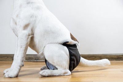 マナーパンツをはいている犬