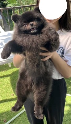 全身を見せる黒い犬