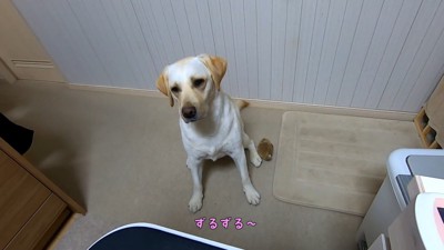 待ち切れないご様子