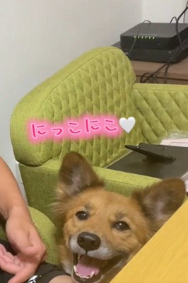笑顔の犬2