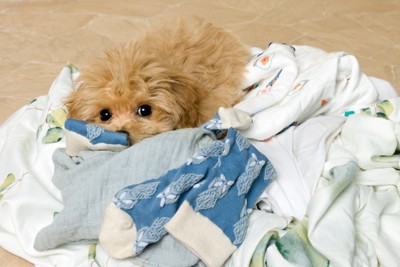 洗濯物の上に乗る犬