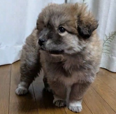 タヌキっぽくて可愛い♡