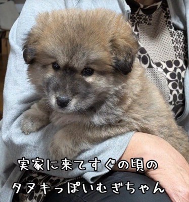保護した頃のむぎちゃん
