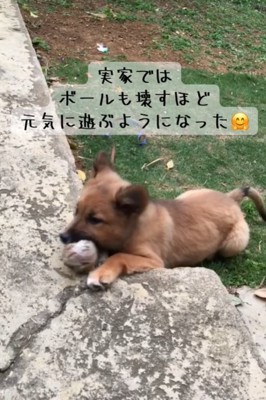 ボールを噛む犬