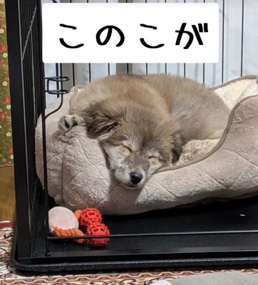 お迎えした頃の寝顔