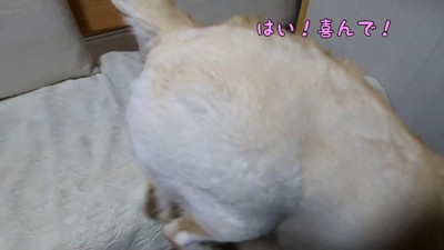 そのままソファから飛び降りて…