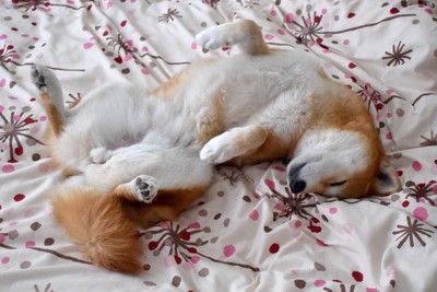 仰向けで寝る柴犬