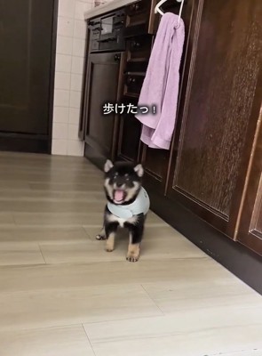 得意げなまかお君