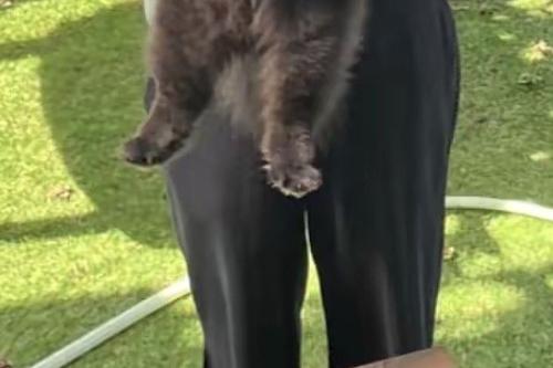 黒い犬の足