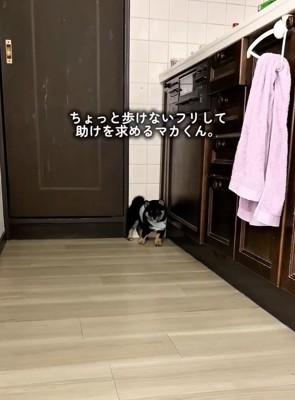 隅っこで固まるまかお君