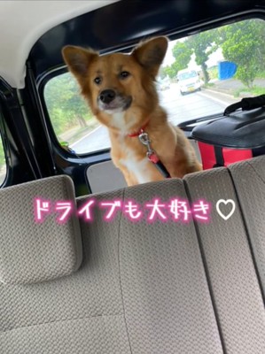 車に乗る犬