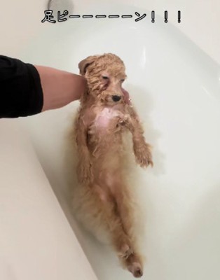 後ろ足をピーン！