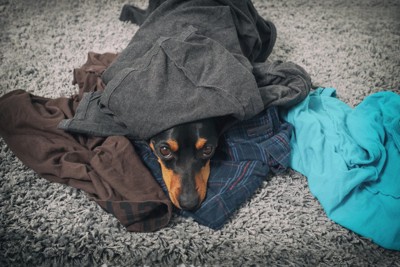 服に顔を突っ込む犬