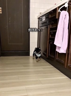 歩き始めたまかお君