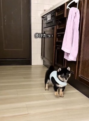 ぬいぐるみのようなまかお君