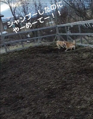 「今洗ったばかりなのに〜！」