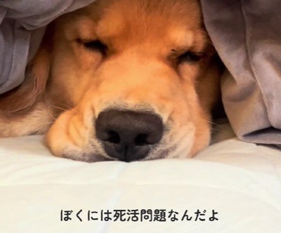 食べ物の恨みは大きい…