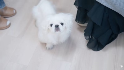 トリミング前のもち太くん