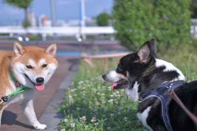 柴犬首輪、コーギーハーネス