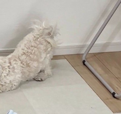 初見のモノにブチギレ！！