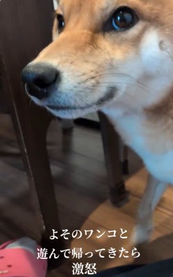 飼い主さんを見るポン太くん