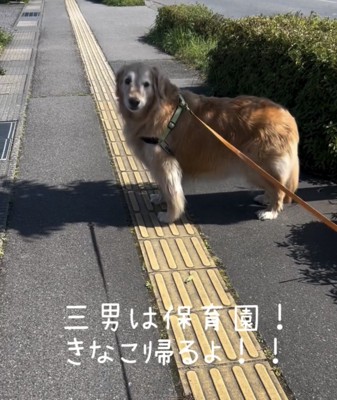 こちらを見る犬