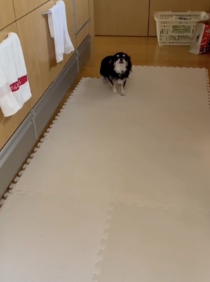 足を高速で小刻みに動かしていたら…