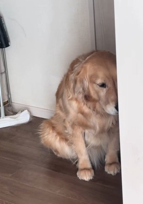 叱られているべるちゃん