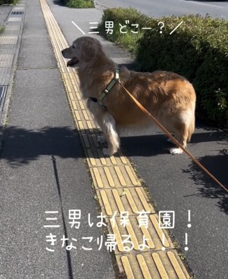 歩道に立ち止まる犬