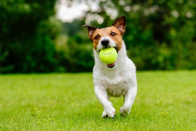 元気に遊んでいる犬