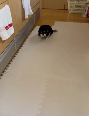 侵入しちゃいました!