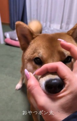 「鼻」をするポン太くん