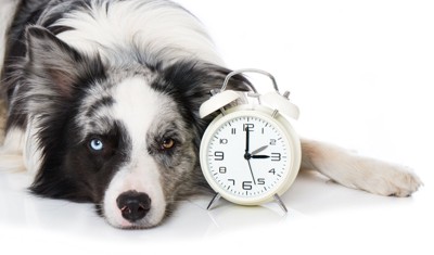 時計を隣に置く犬
