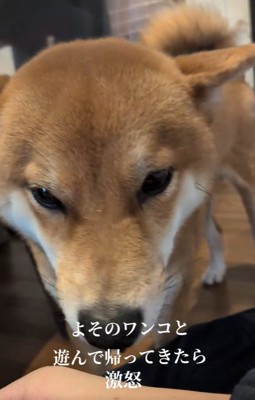 入念にチェックするポン太くん