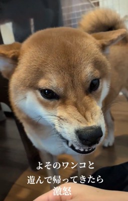 激おこのポン太くん