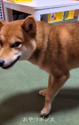 立ち去るポン太くん