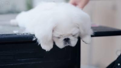 眠ってしまったもち太くん